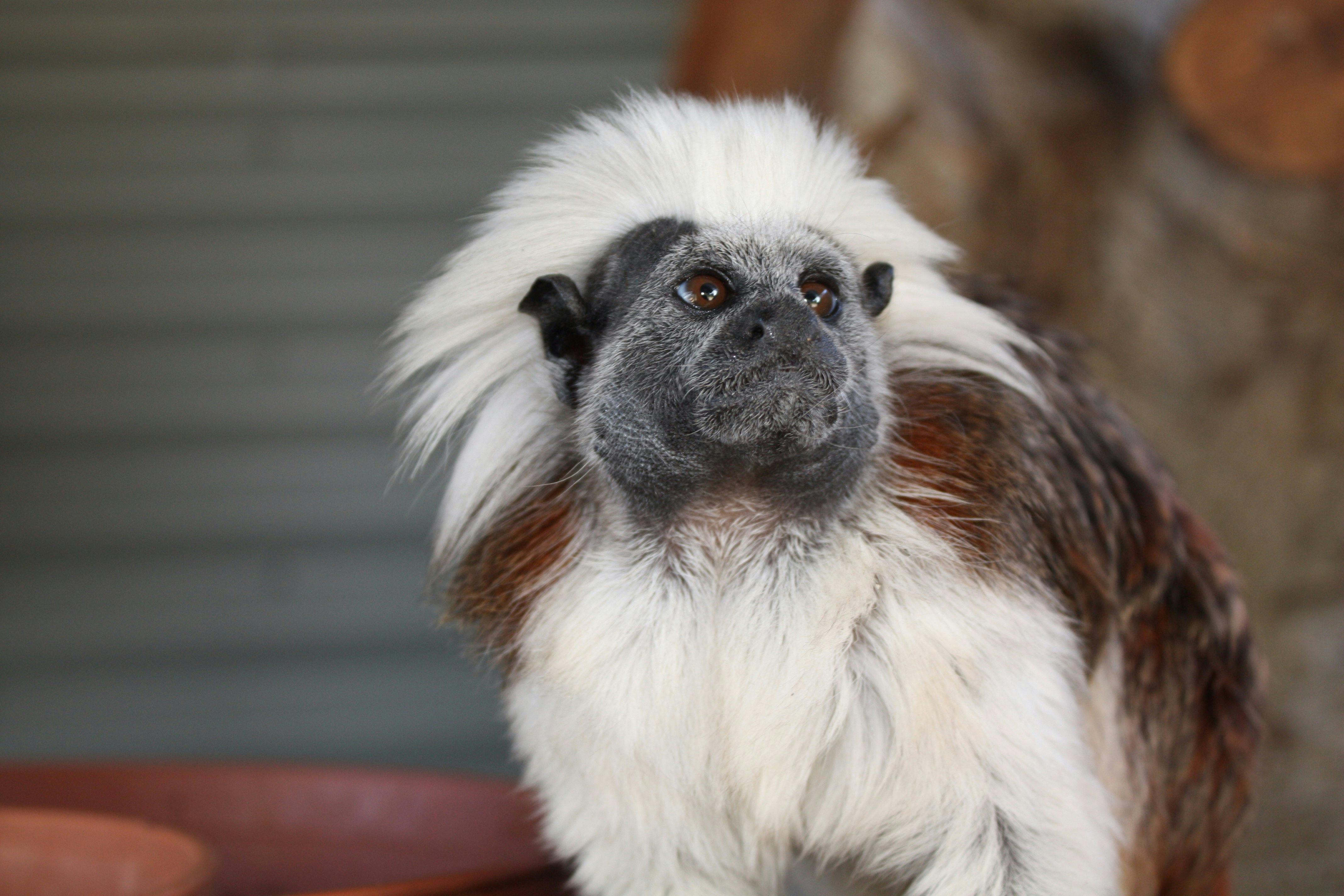 Cotton-top Tamarin at Halls Gap Zoo