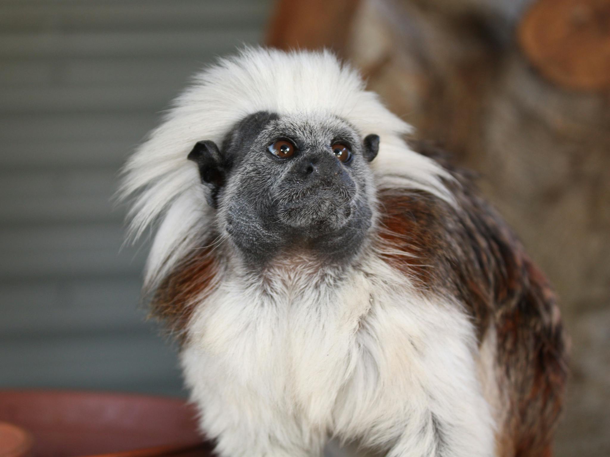 Cotton-top Tamarin at Halls Gap Zoo