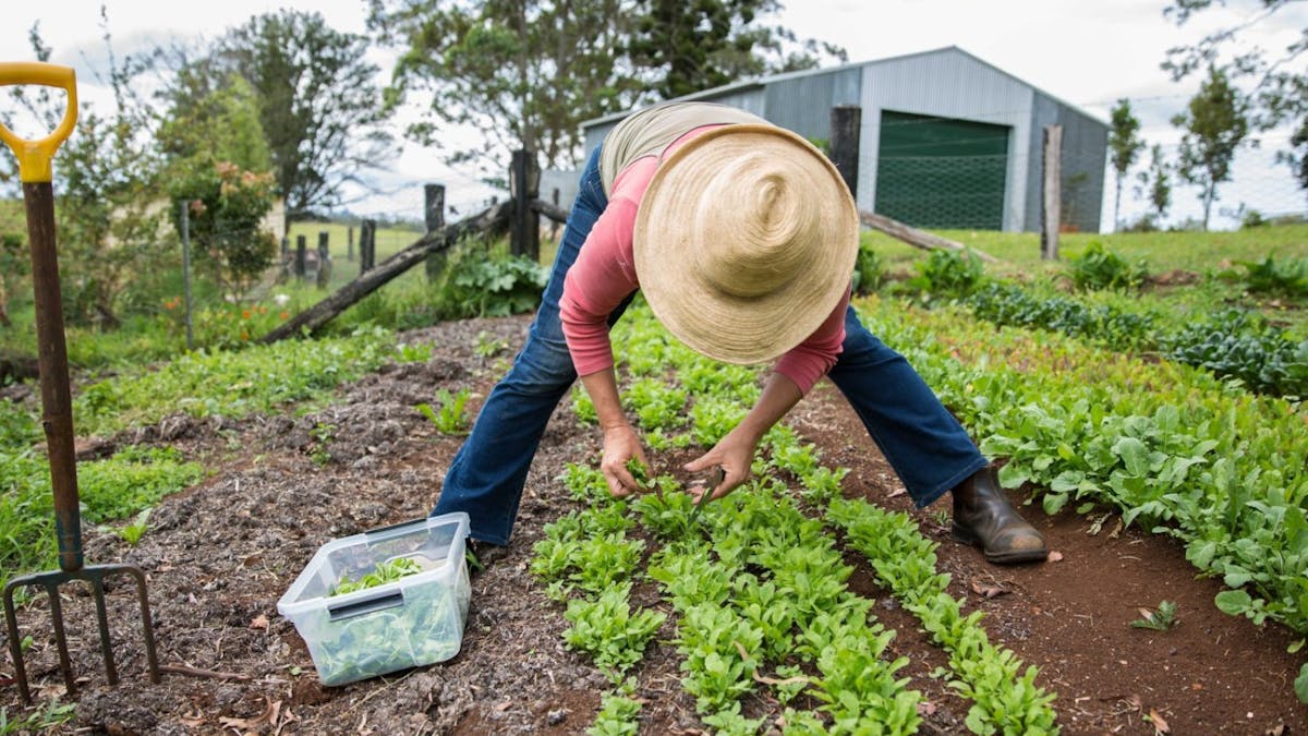Moreton Bay Eco Fest Growing Vegetables