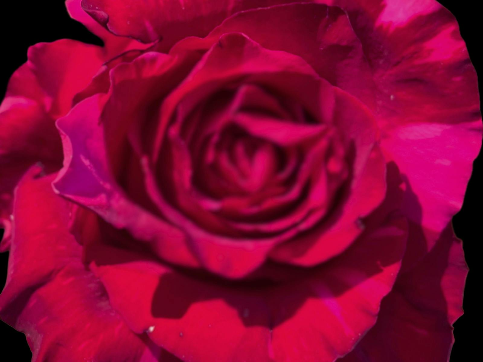 A pinkish red flower set against a black background