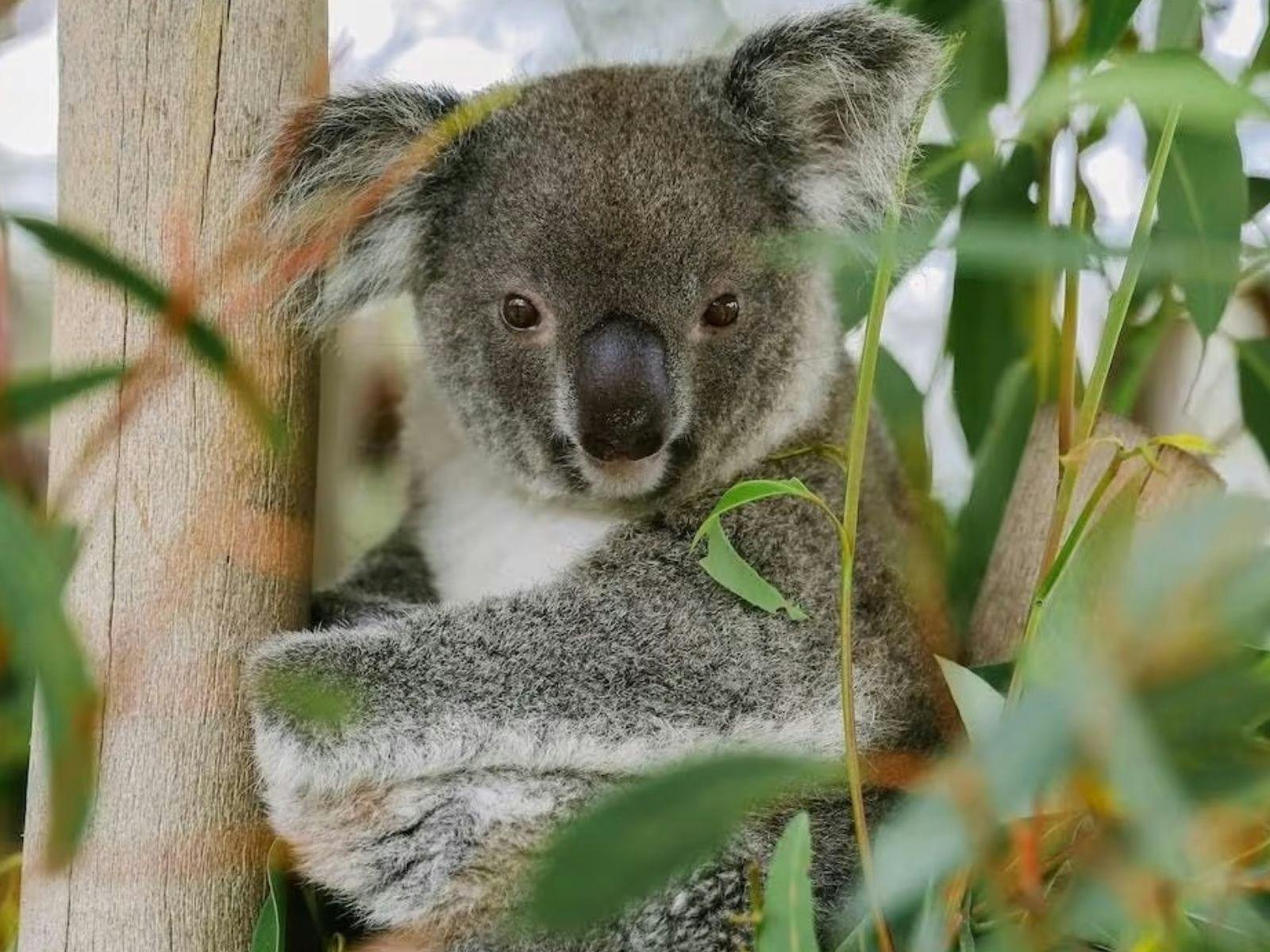헬리콥터를 이용한 호주 야생동물 체험
