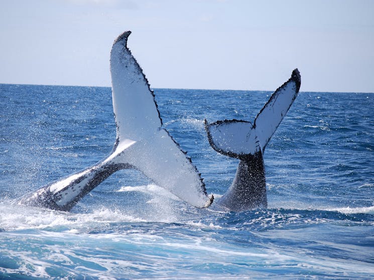 Each Humpback whale has a distinctive fluke.
