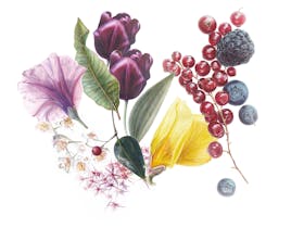 Transformation Botanical Workshop With Anastasia Maximova Cover Image