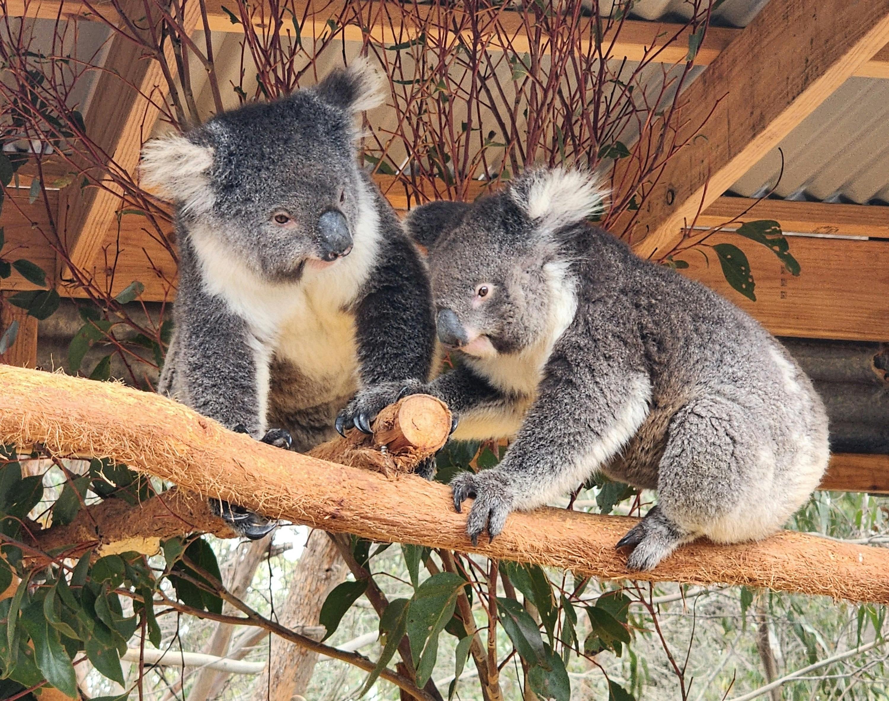 Koalas at Kangaroo Island Wildlife Park