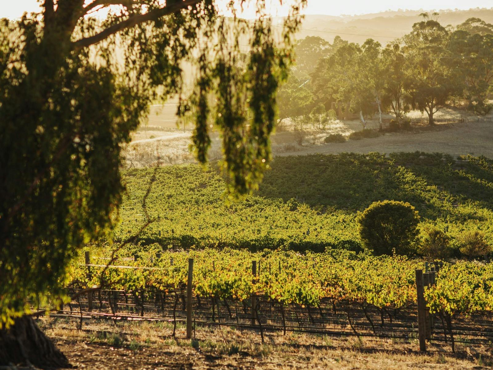 Clare Valley