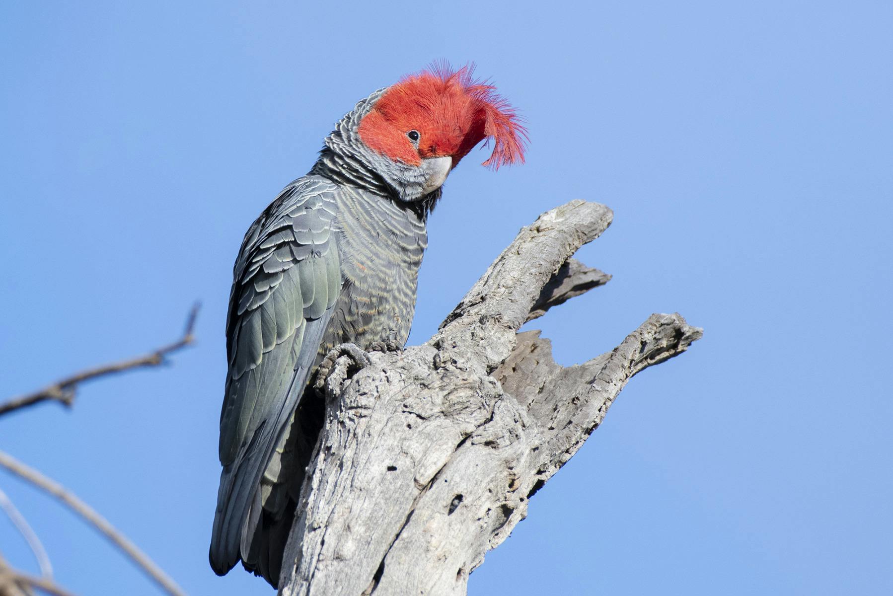 Gang gangs are a favourite bird of many Australians on the east coast with their creaky calls.