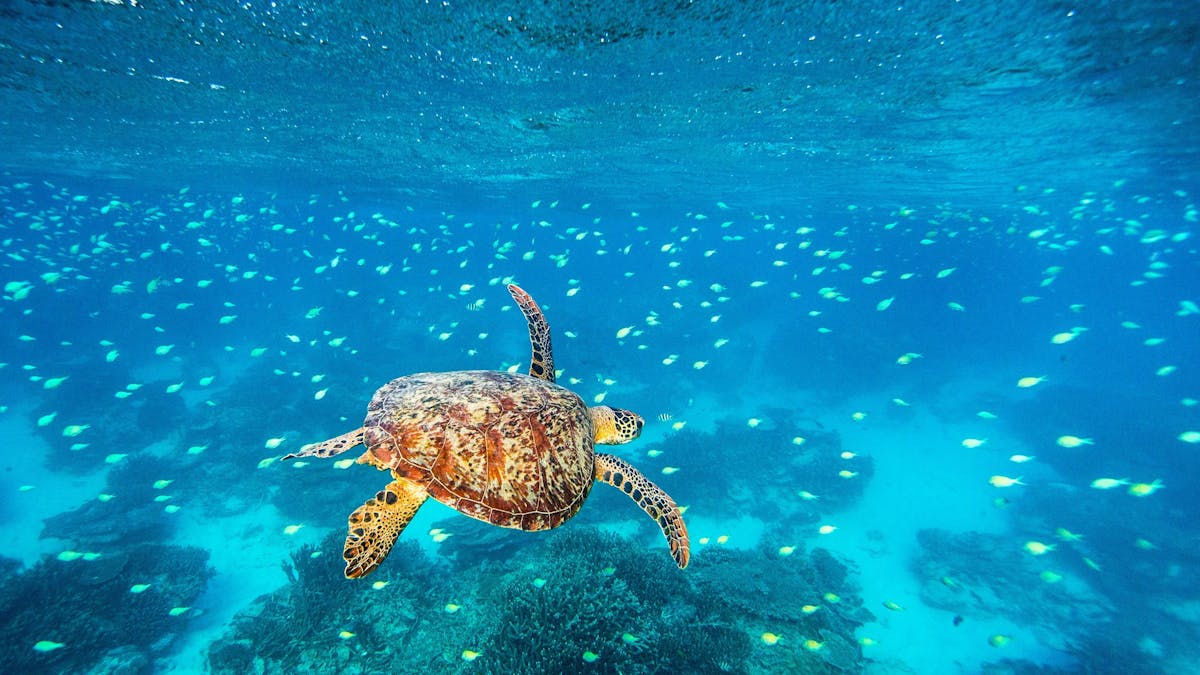 Lady Elliot Island
