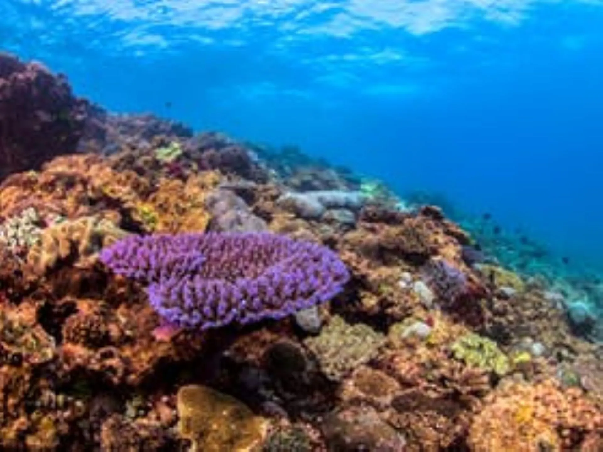 Colourful coral on Flinders Reef
