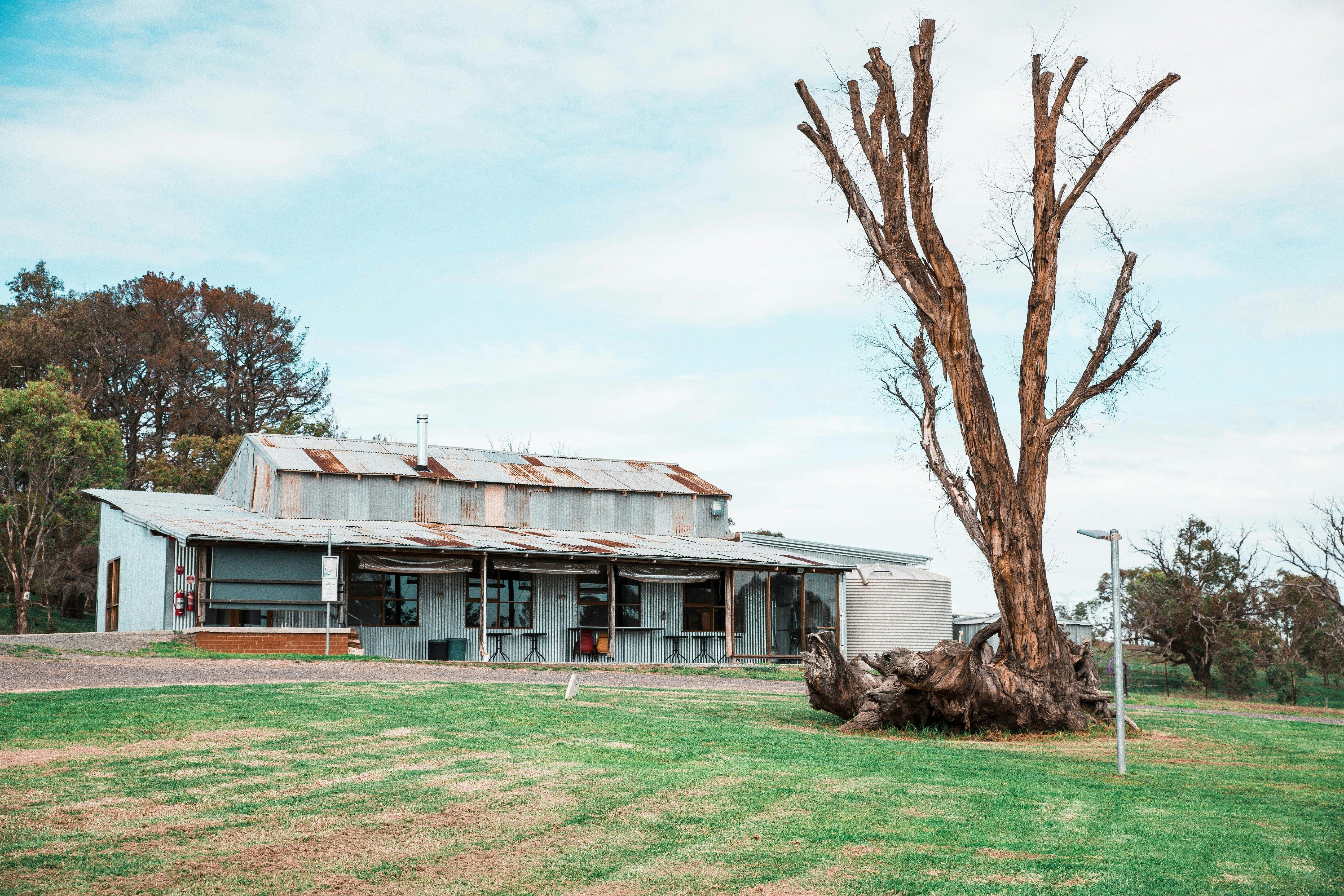 A shed made out of corrugated iron, in parts rusted, sits behind the stump of a tree.