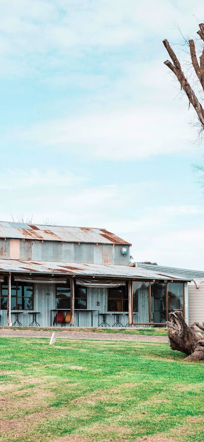 A shed made out of corrugated iron, in parts rusted, sits behind the stump of a tree.