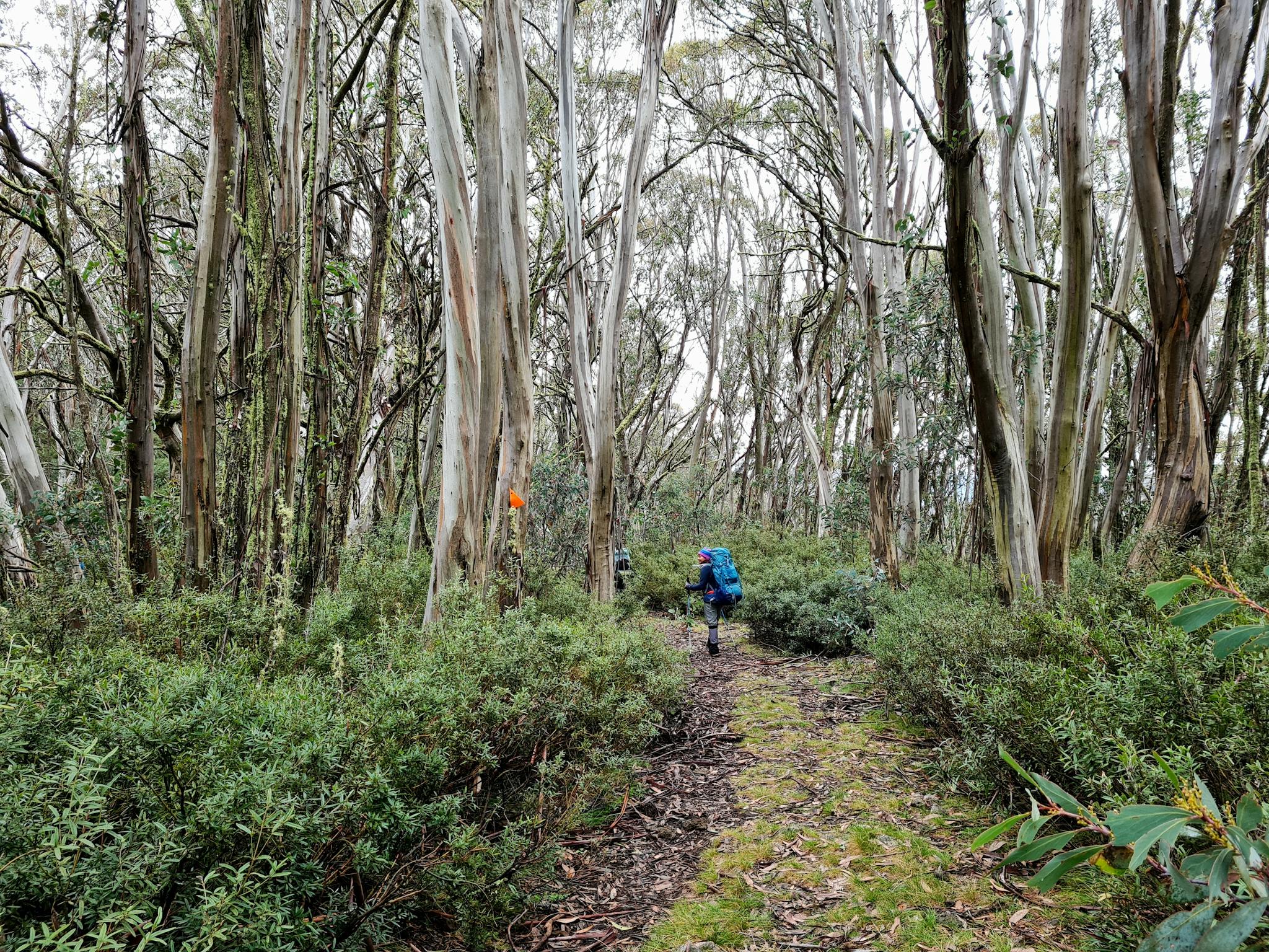 Hikers trekking through Snow Gum woodlands at Mt Stirling