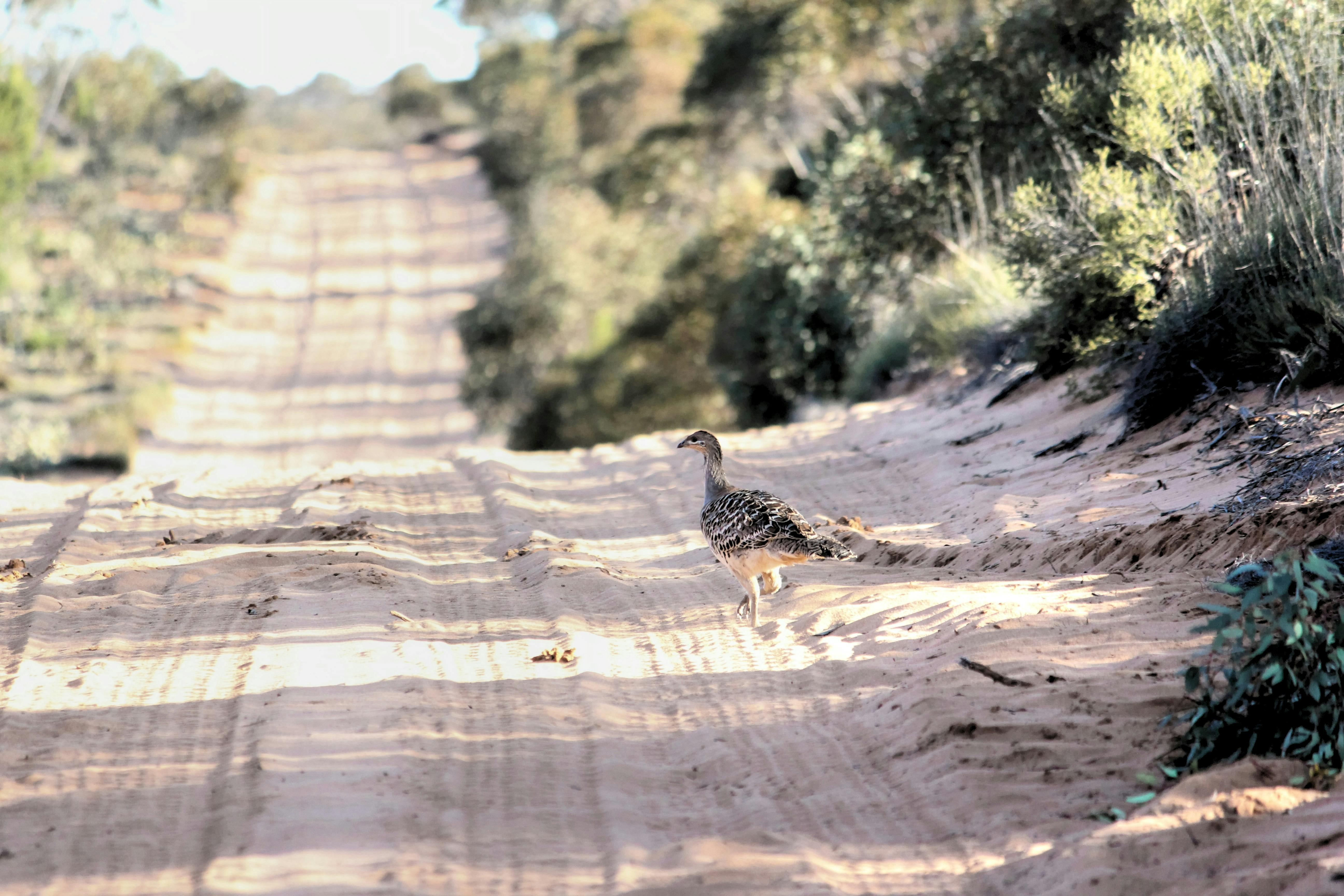 Malleefowl