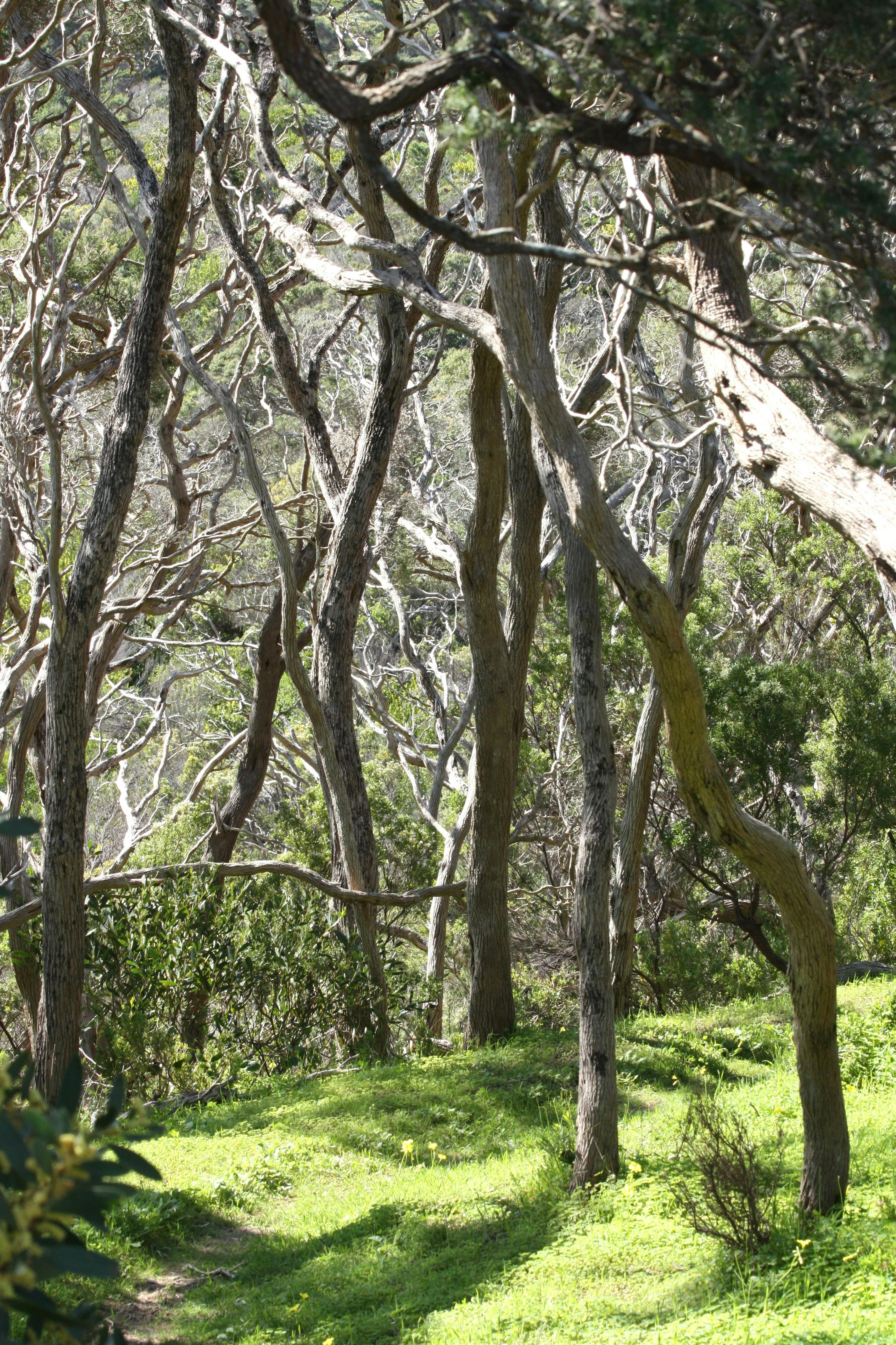 Walking trails into bushland