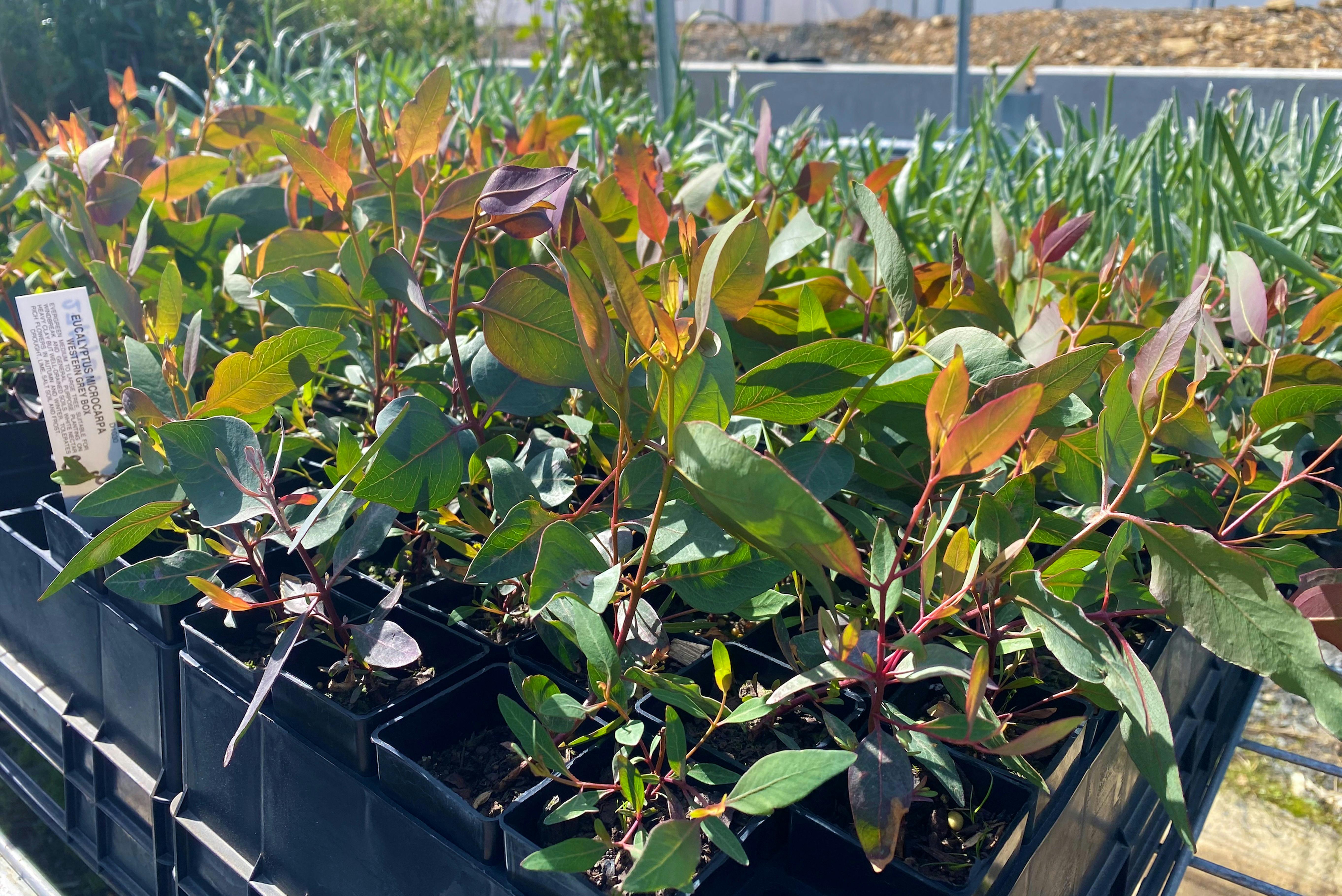 Plants