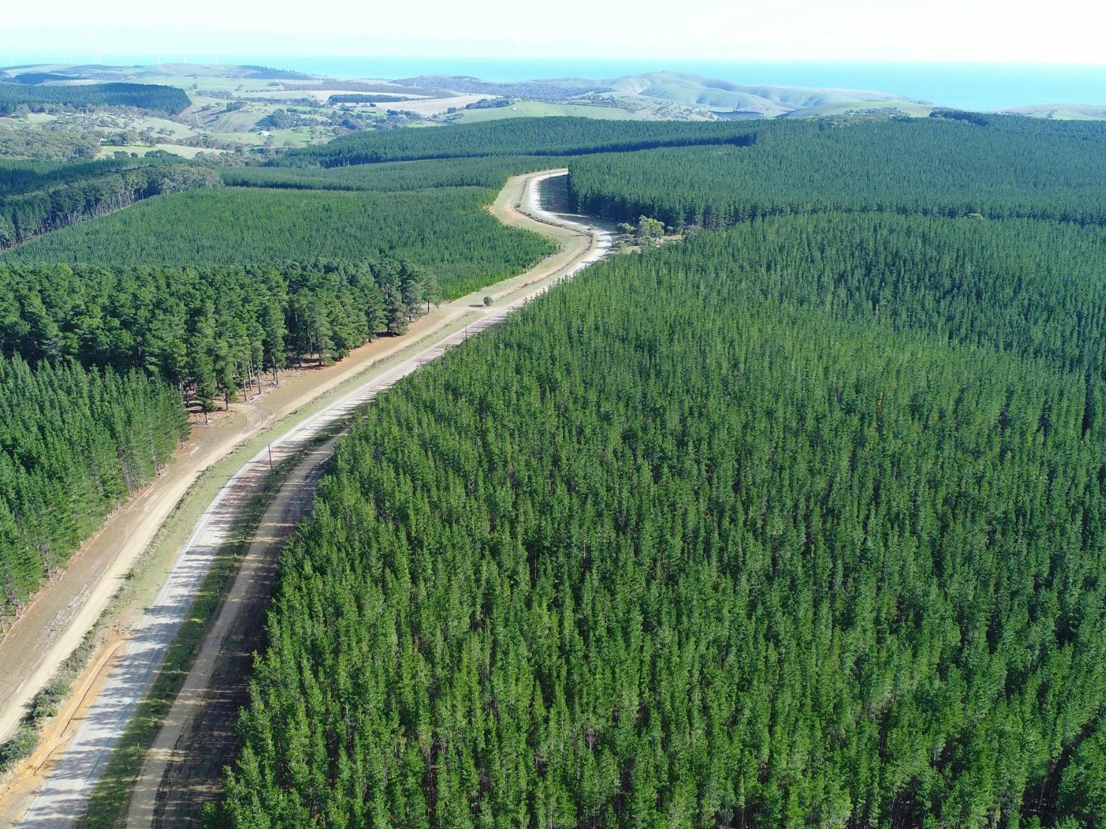 Second Valley Forest from above