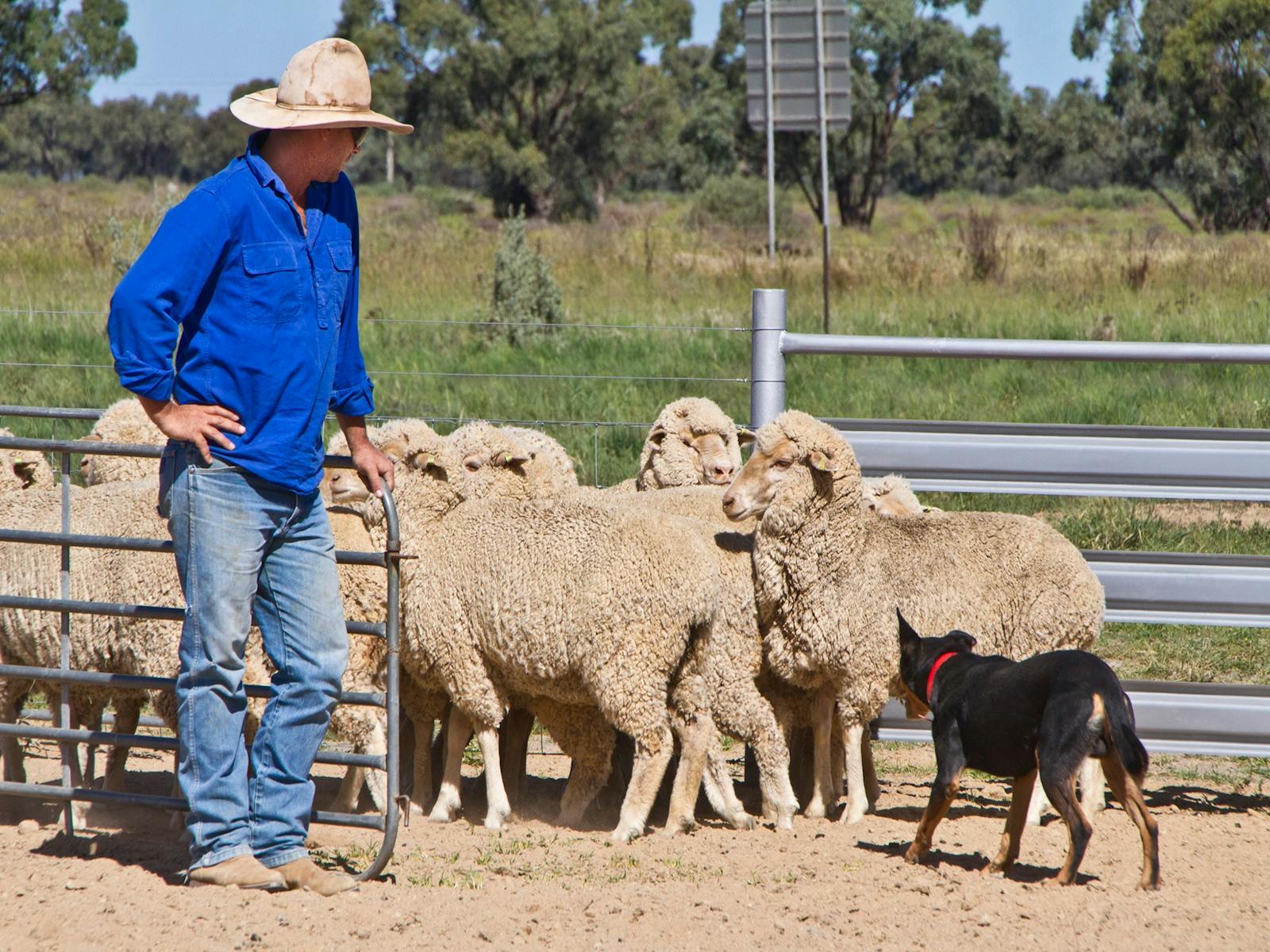 Image for Shear Outback Hay Yard dog Trials