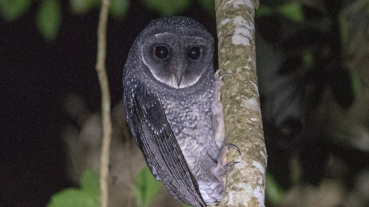 Owl perching on a small tree
