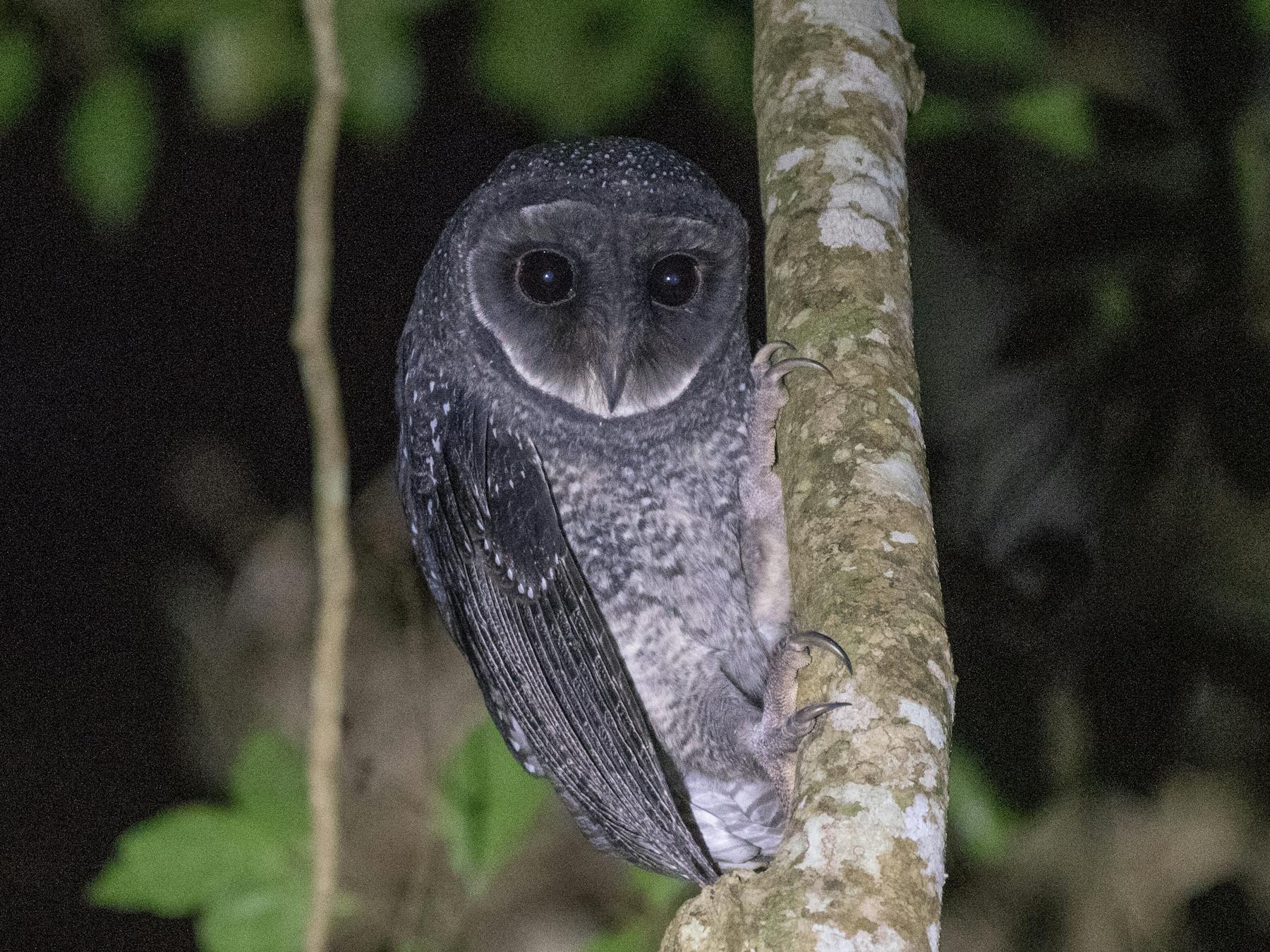 Owl perching on a small tree