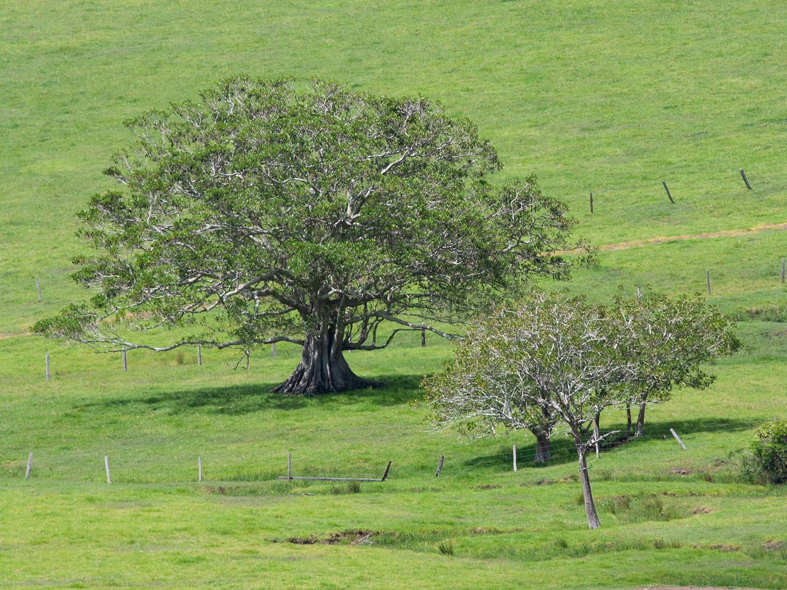 Old trees in farmland