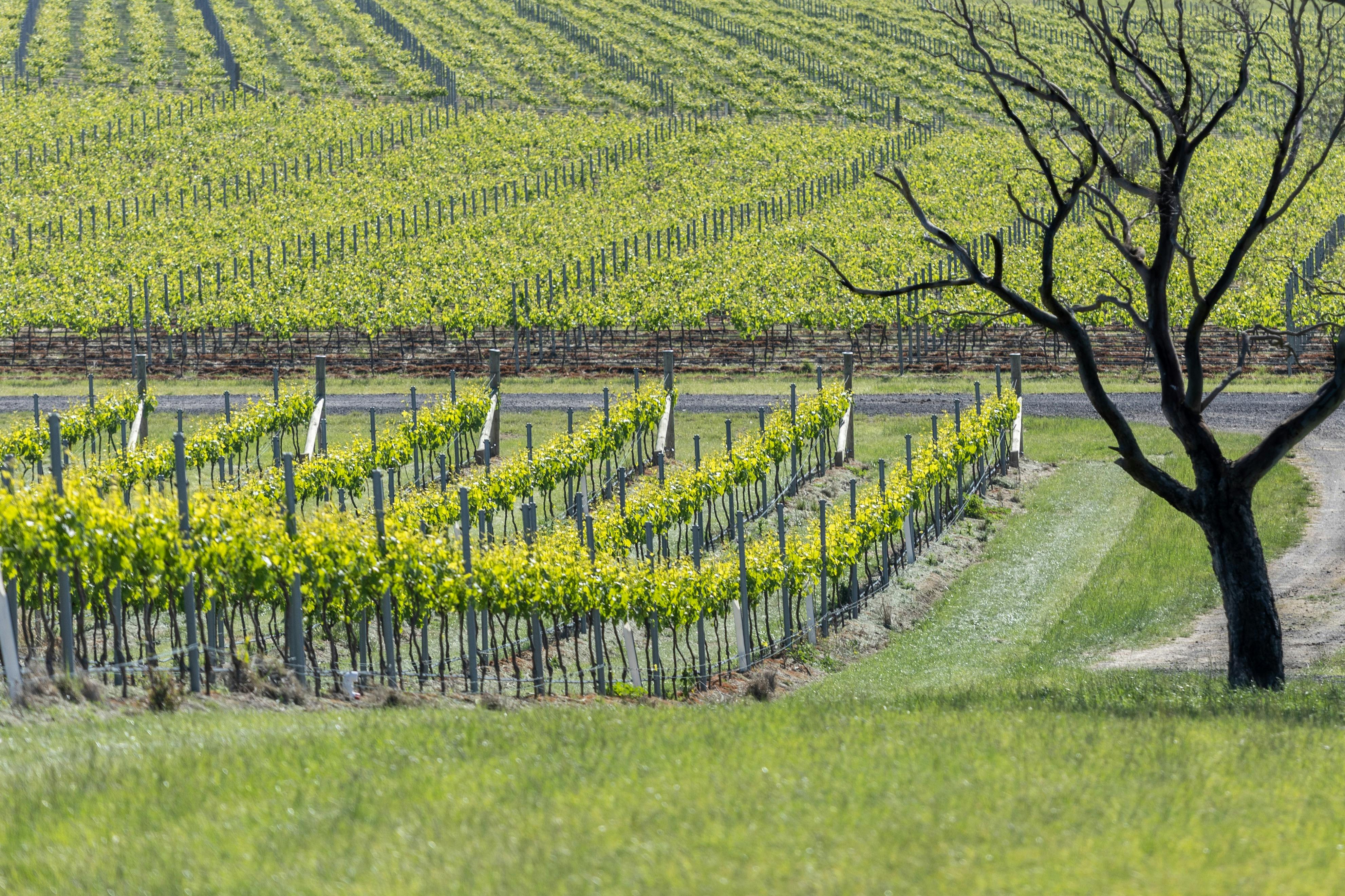 FIVE Vineyard in the middle of spring.