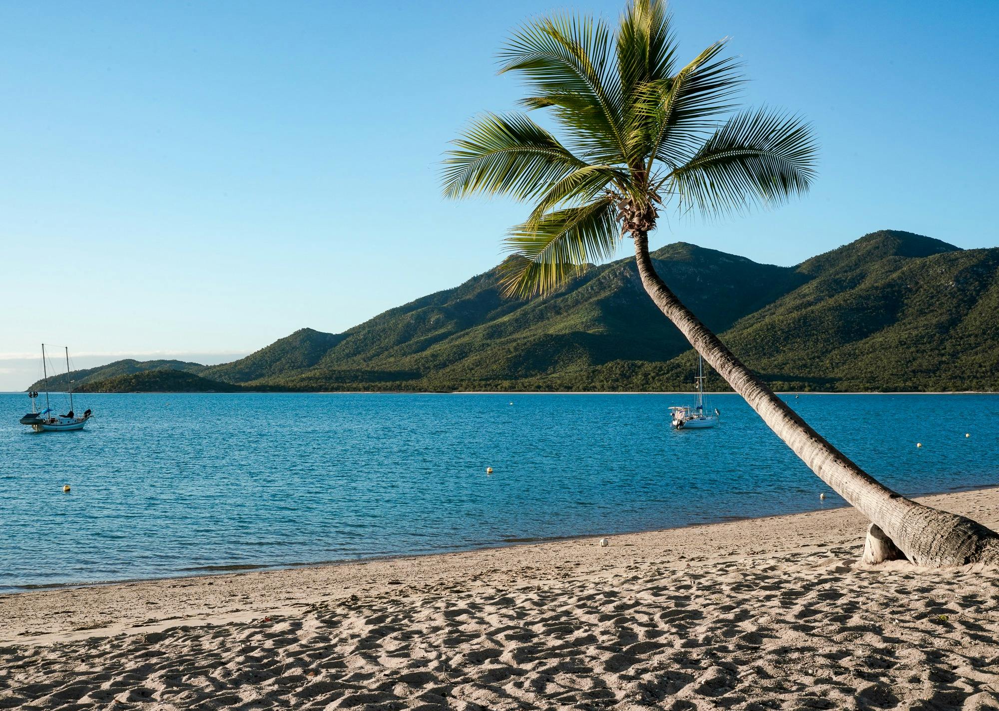 Coconut tree at a peaceful sandy beach