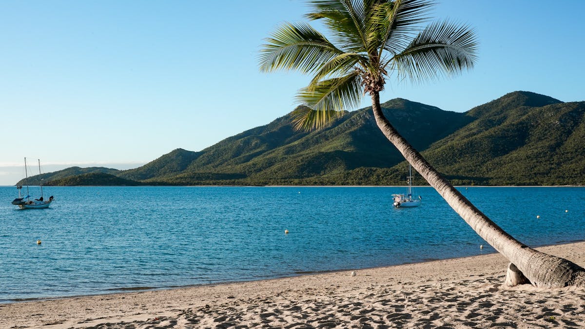 Coconut tree at a peaceful sandy beach