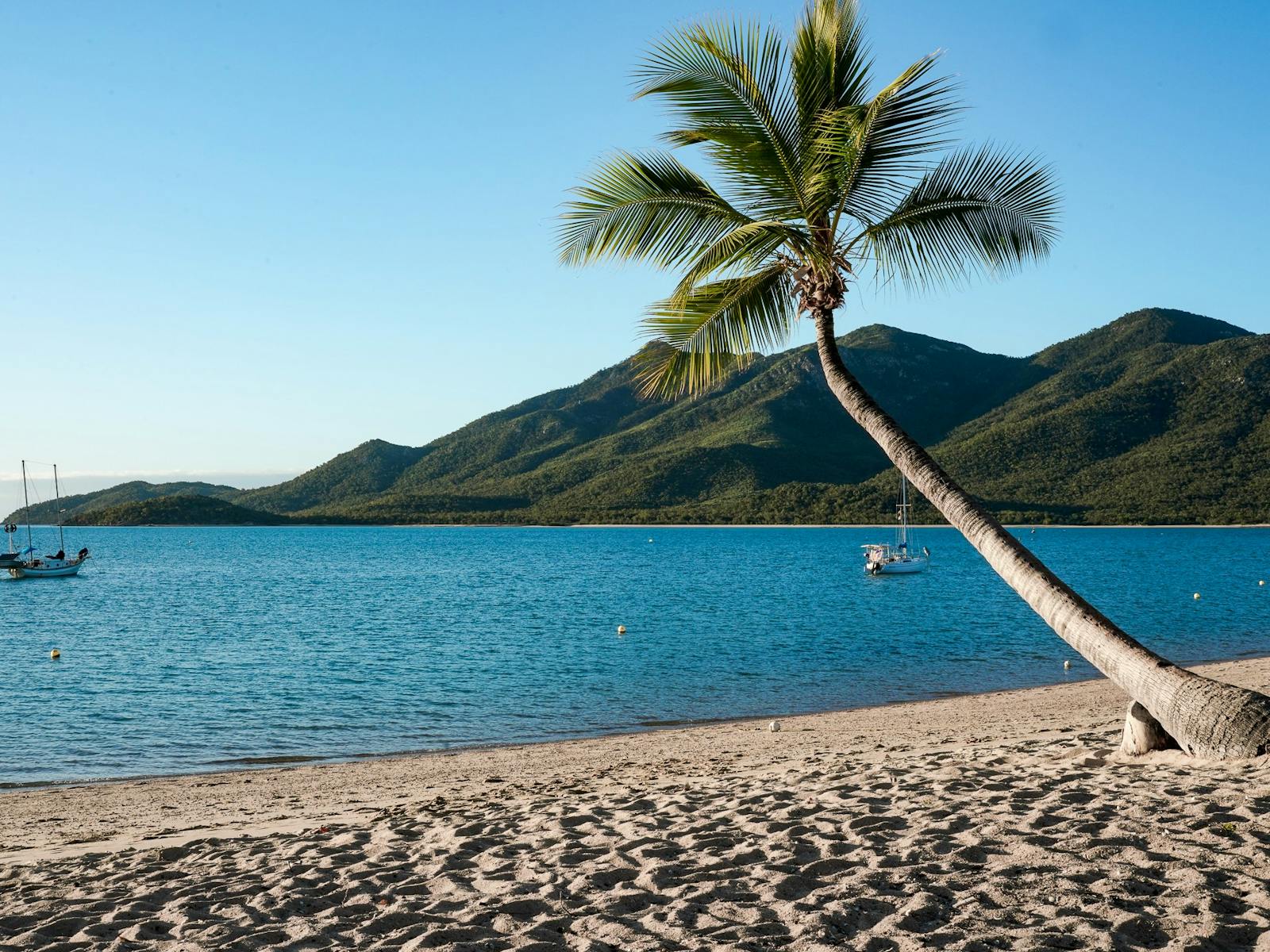 Coconut tree at a peaceful sandy beach