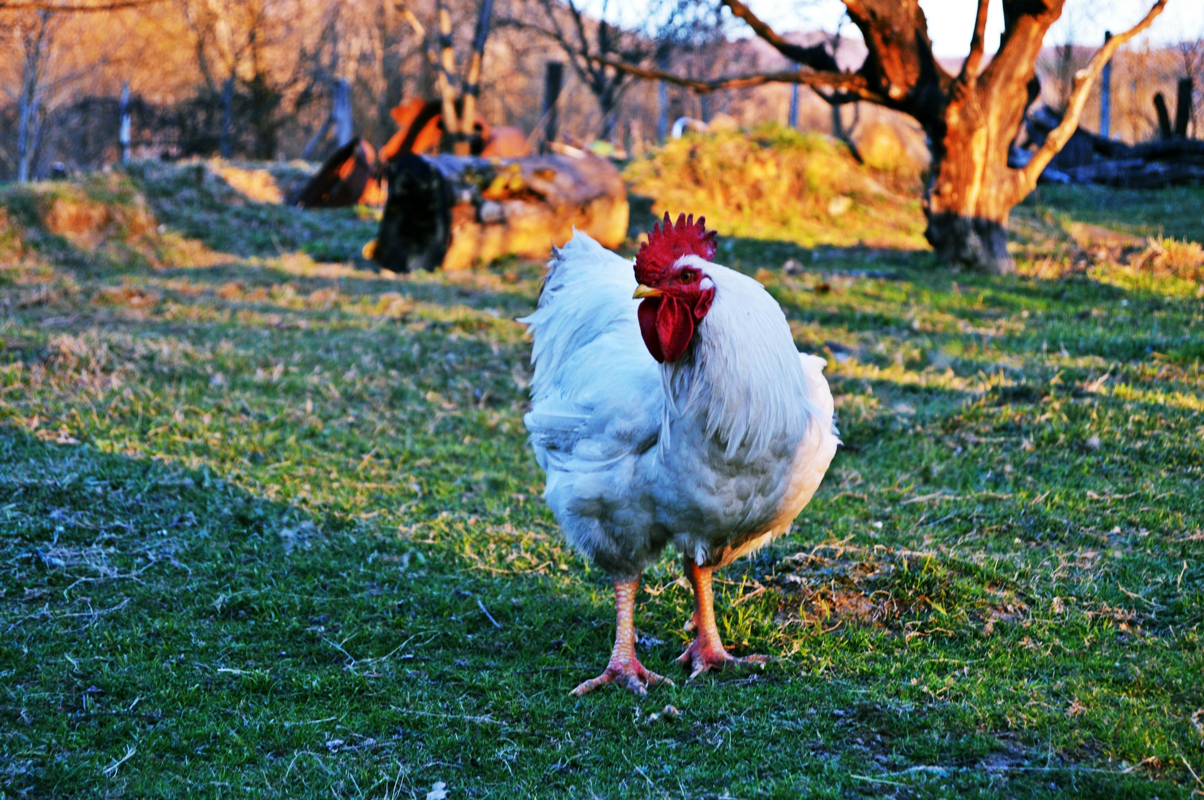 farm Life