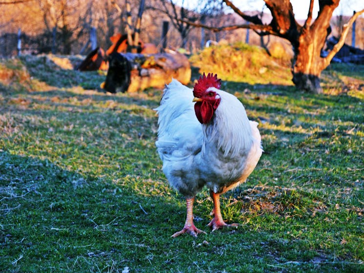 farm Life