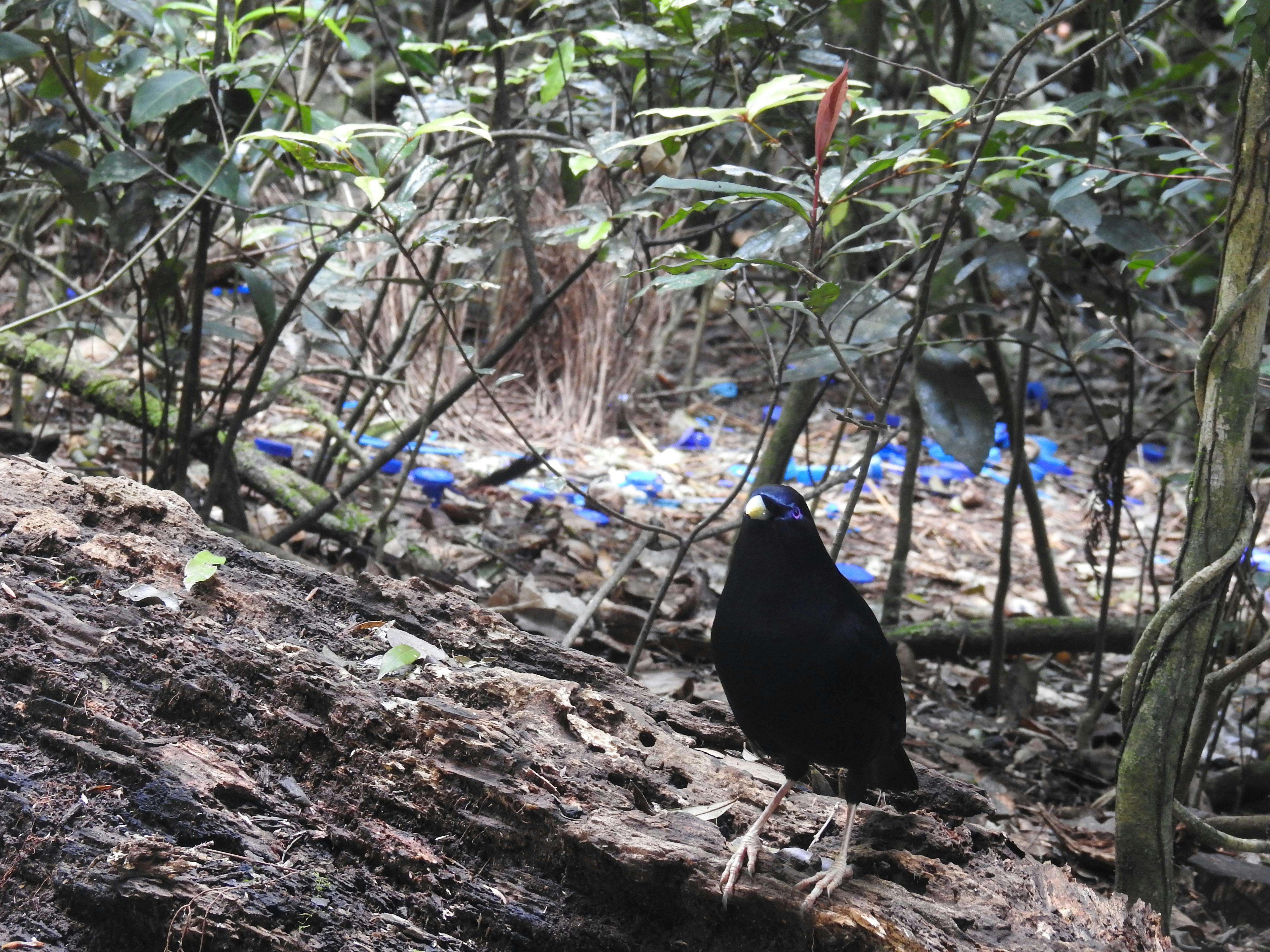 Satin bowerbird with bower in background