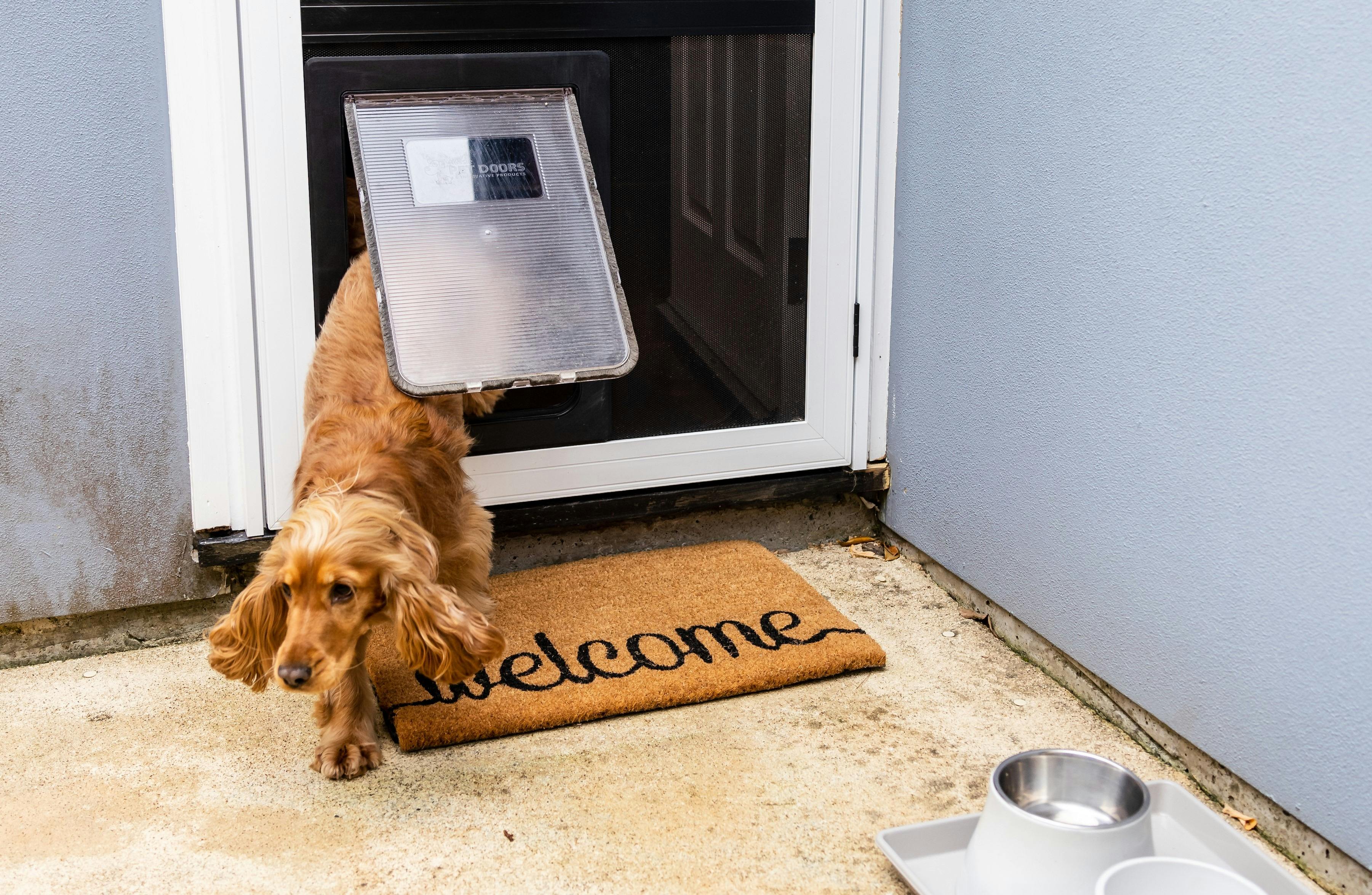 Pet door for your pooch