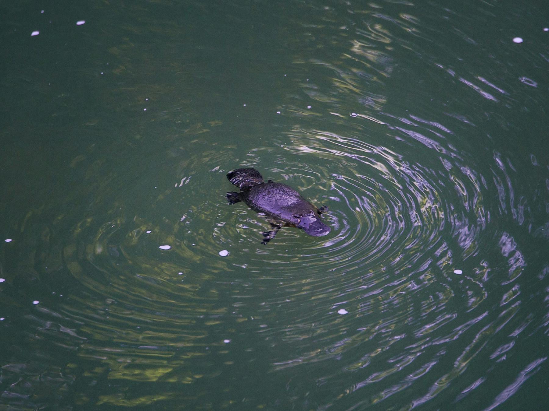 Platypus at Broken River