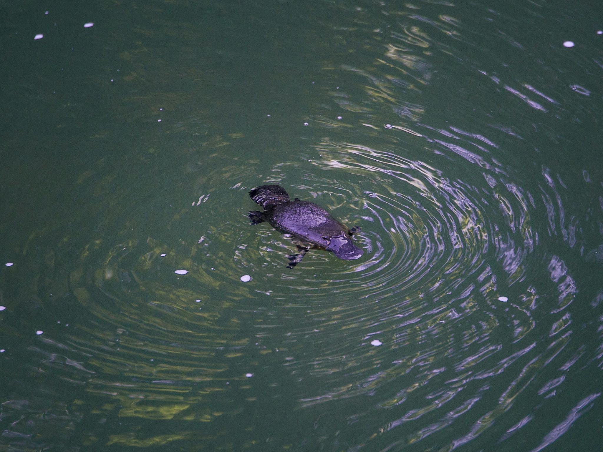 Platypus at Broken River