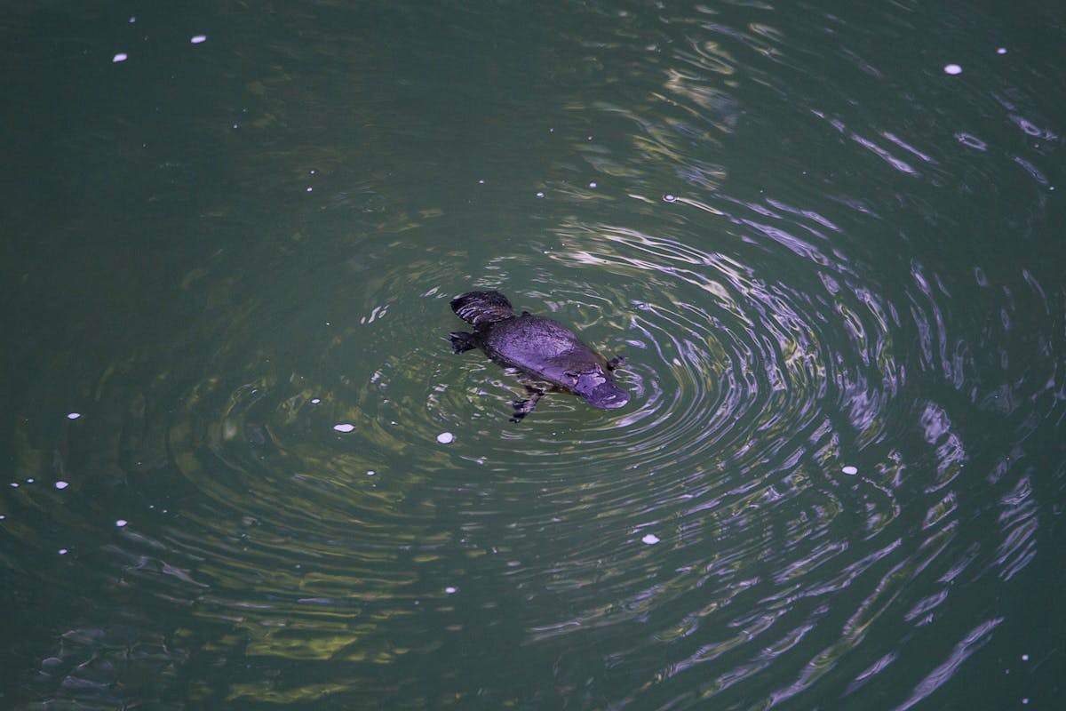 Platypus at Broken River