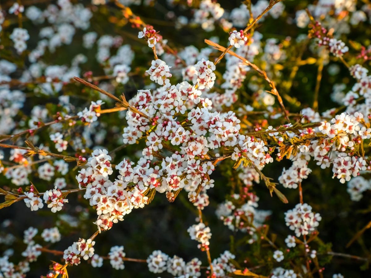 Spring wildflowers