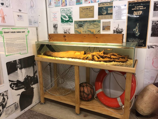 George The Giant Squid Display Wallaroo