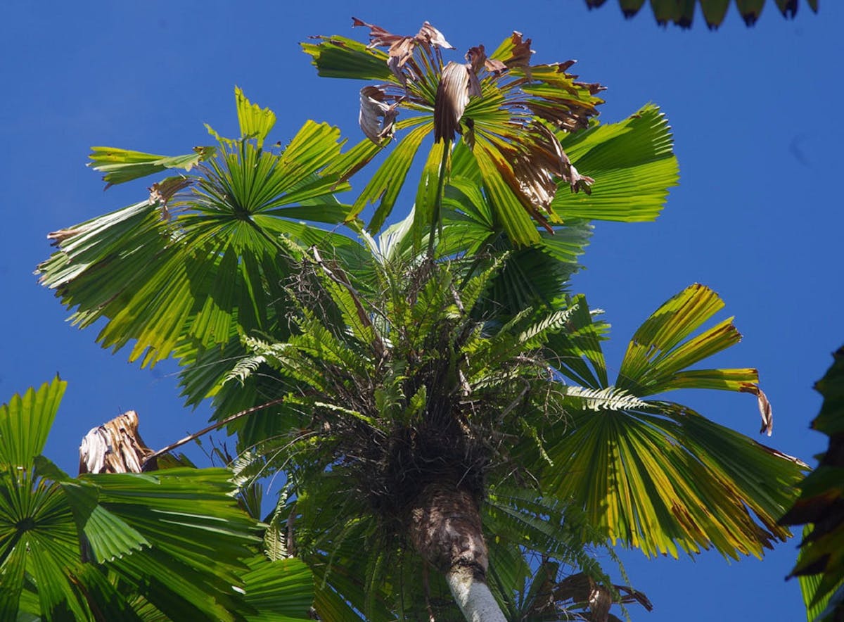 Licuala State Forest