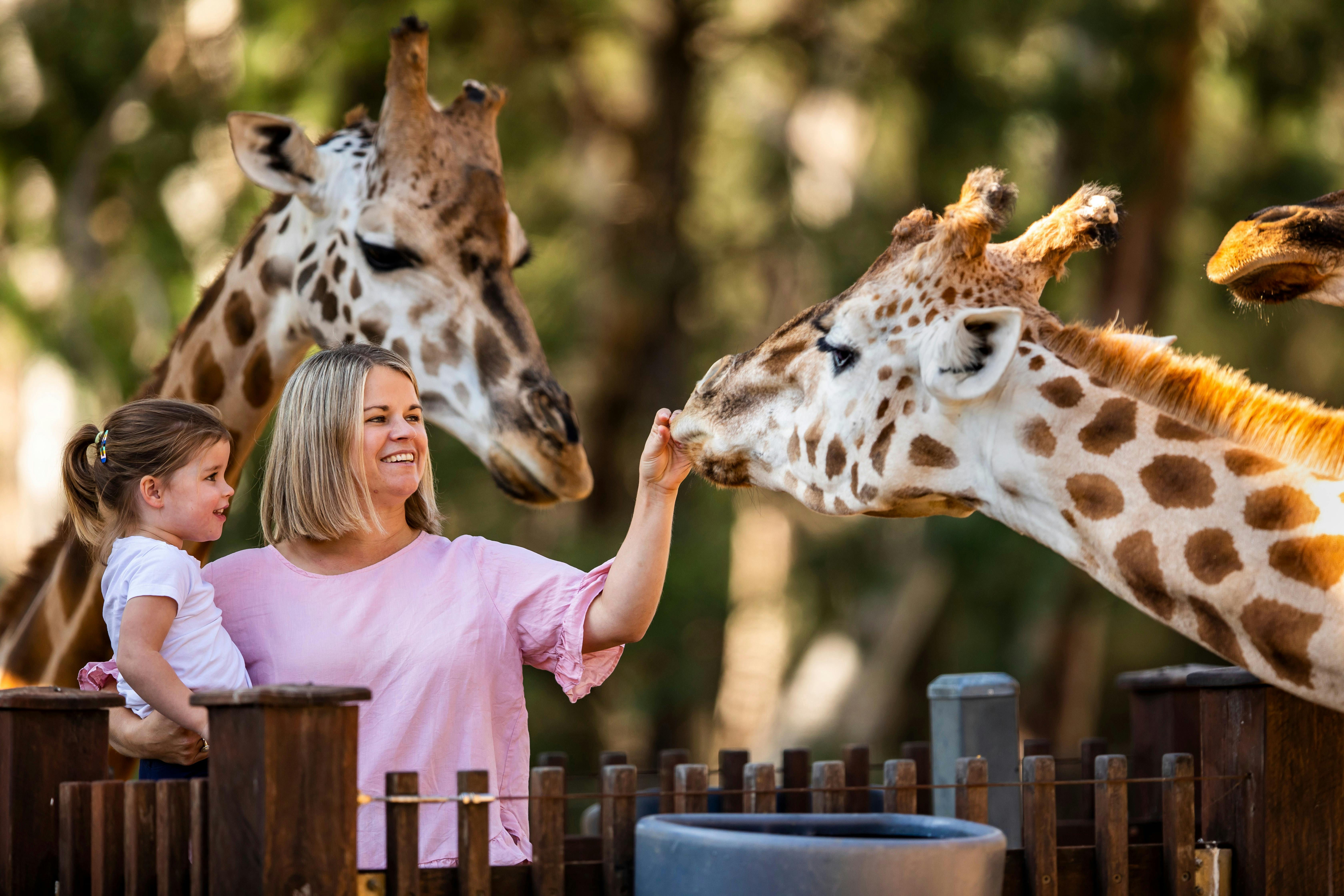 長頸鹿邂逅 - 達博塔龍加西部平原動物園