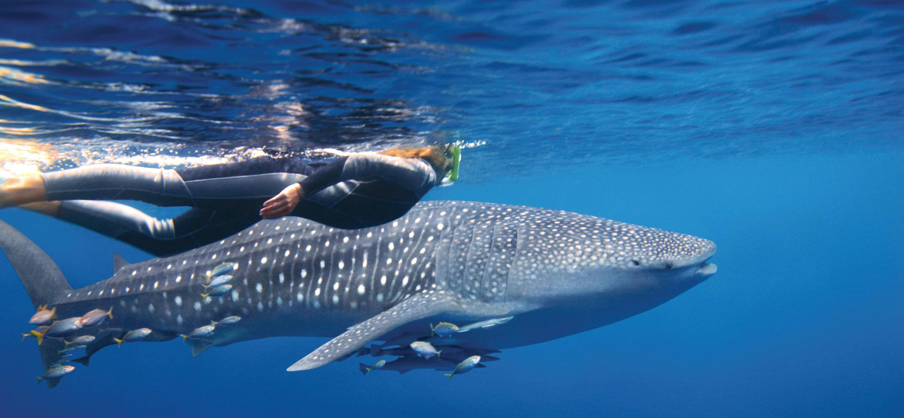 Ningaloo Reef