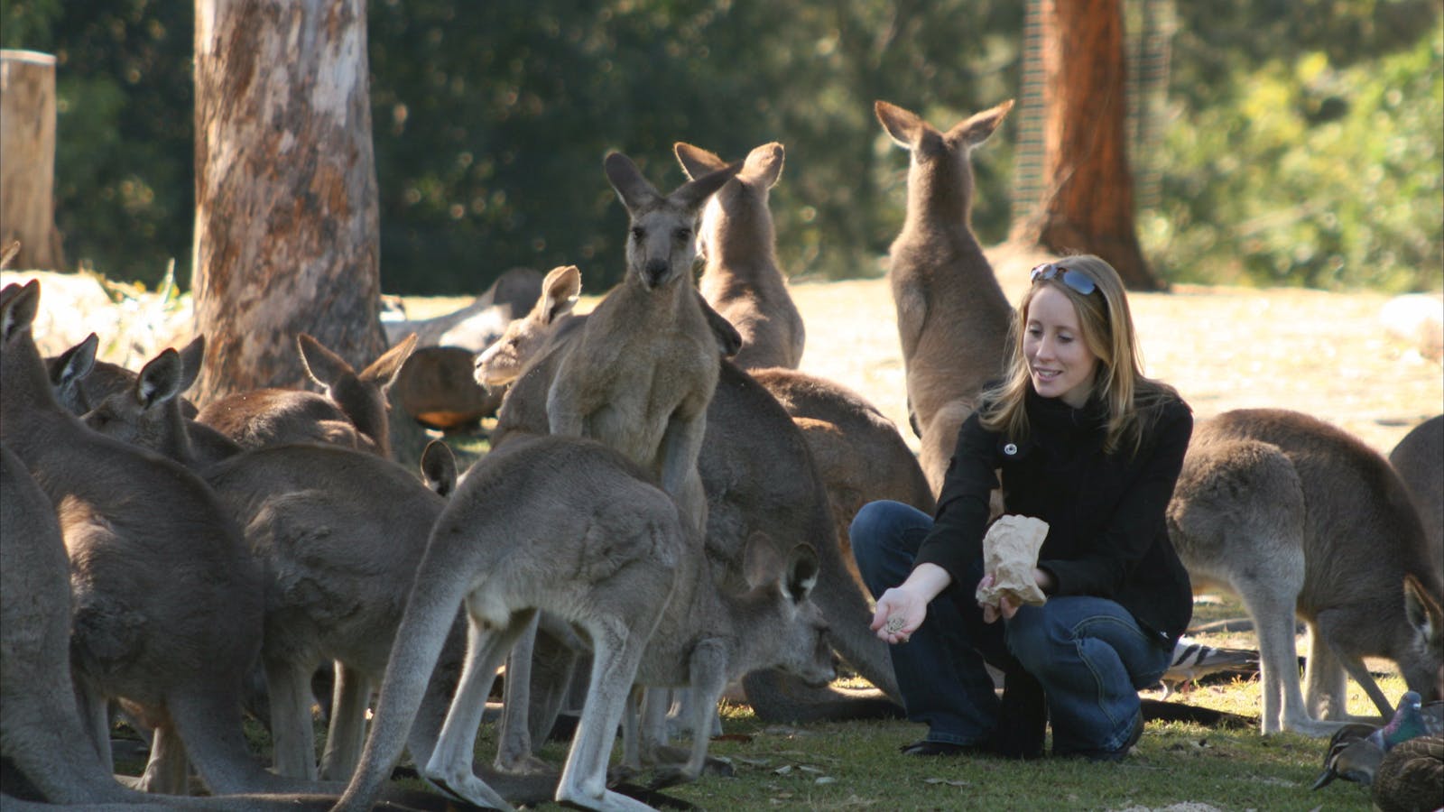 Koala and River Cruises