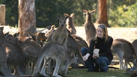 Kangaroos