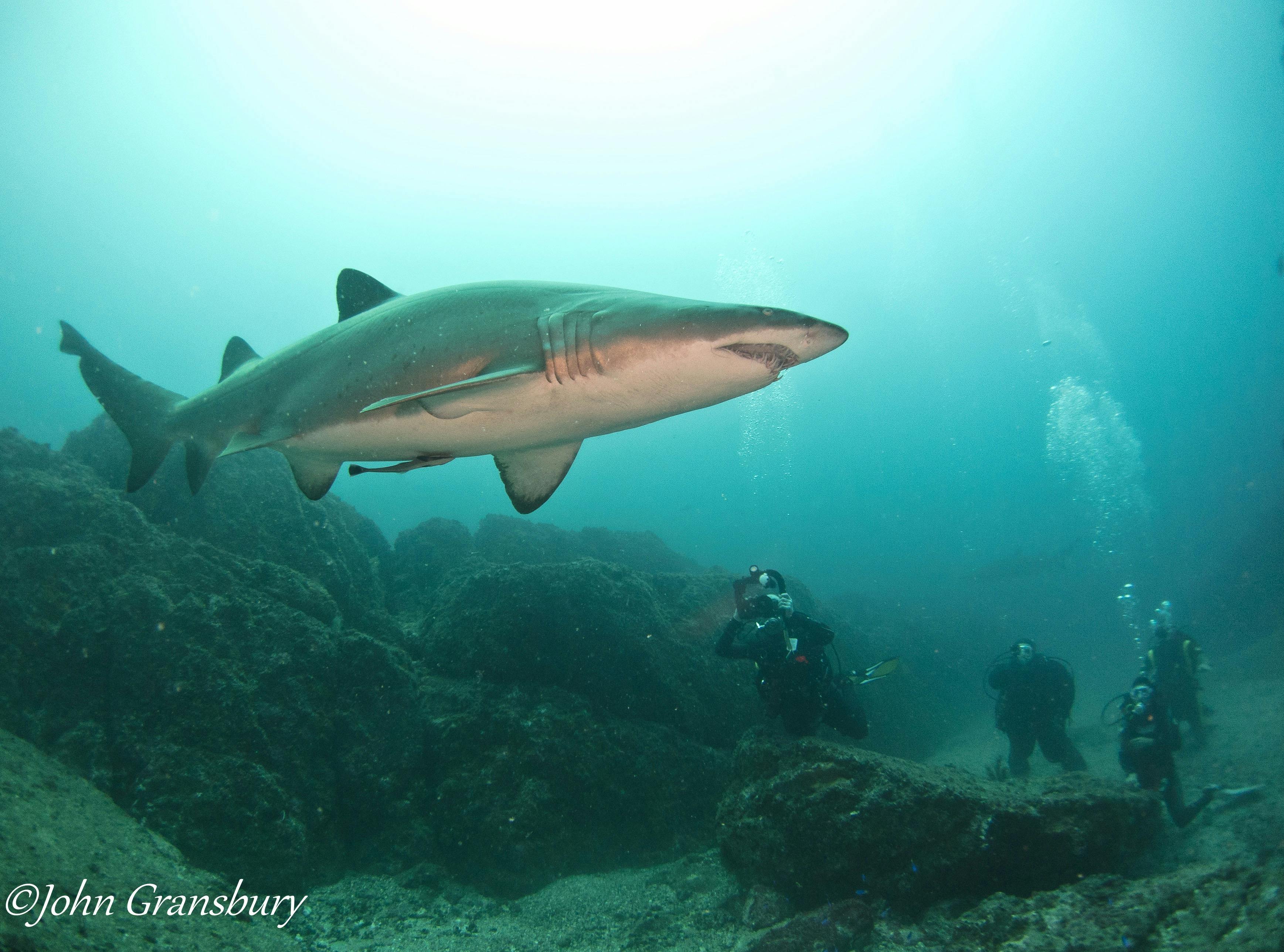grey nurse shark