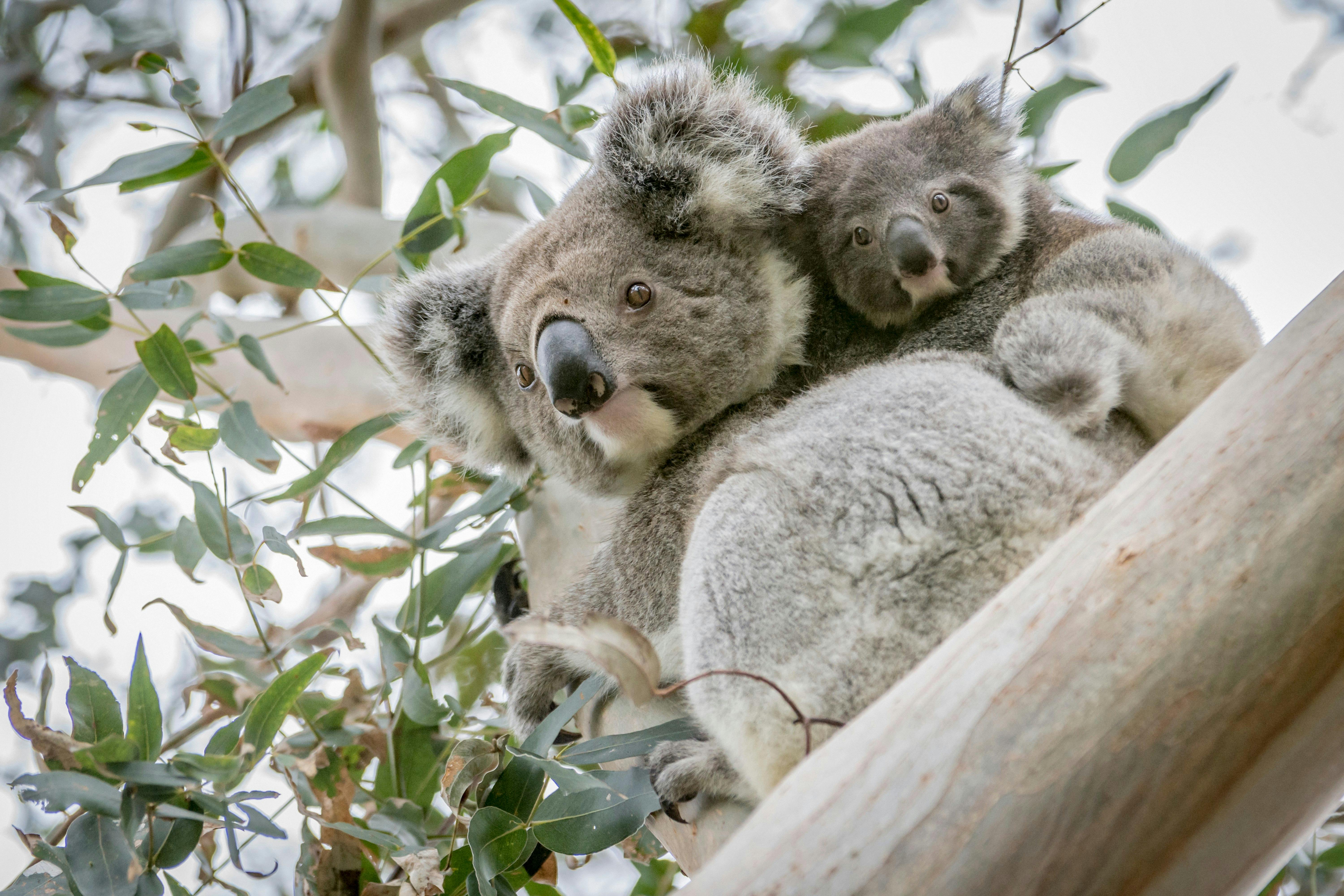Koala and Joey, Great Ocean Road