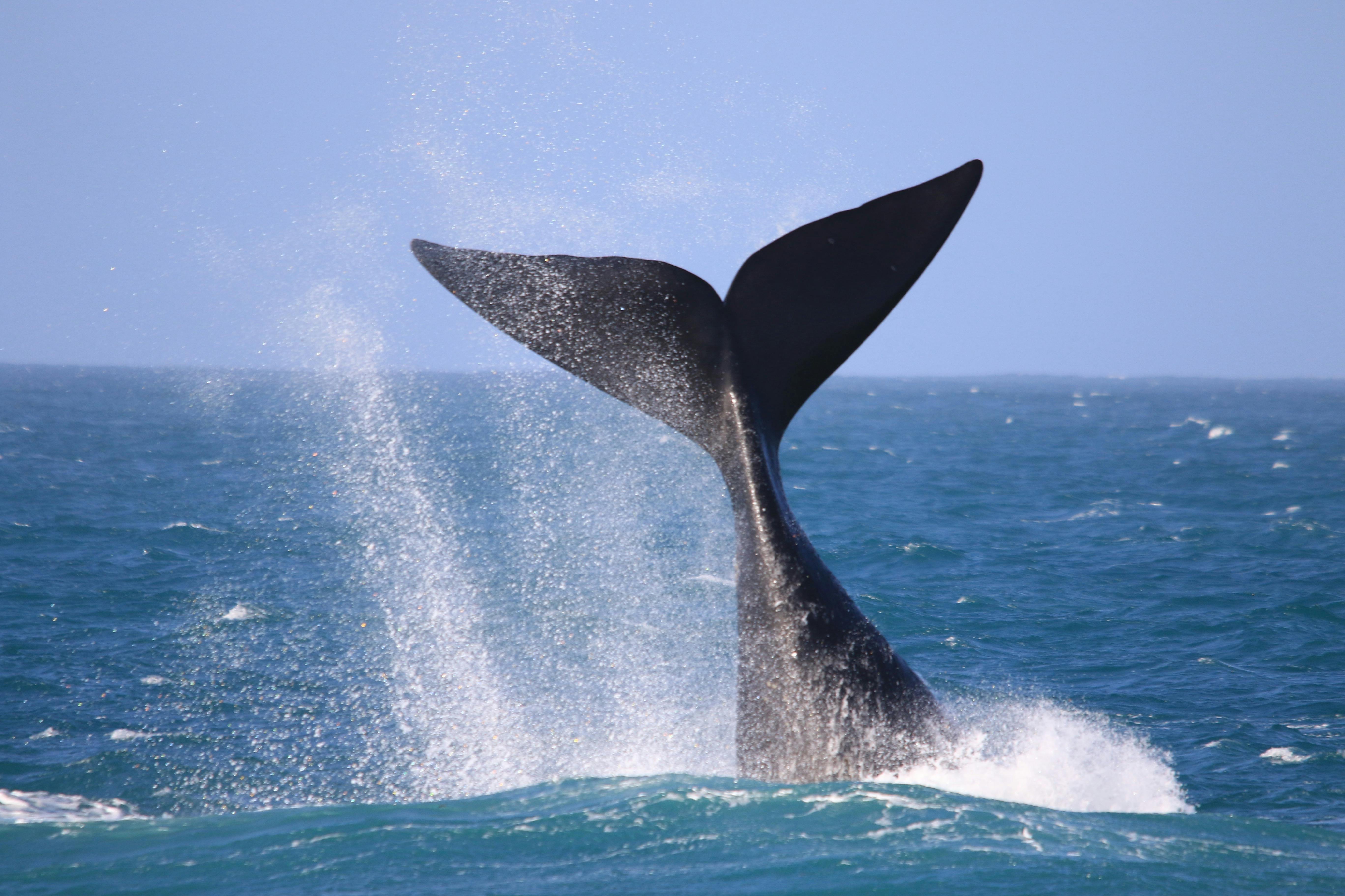 Tail