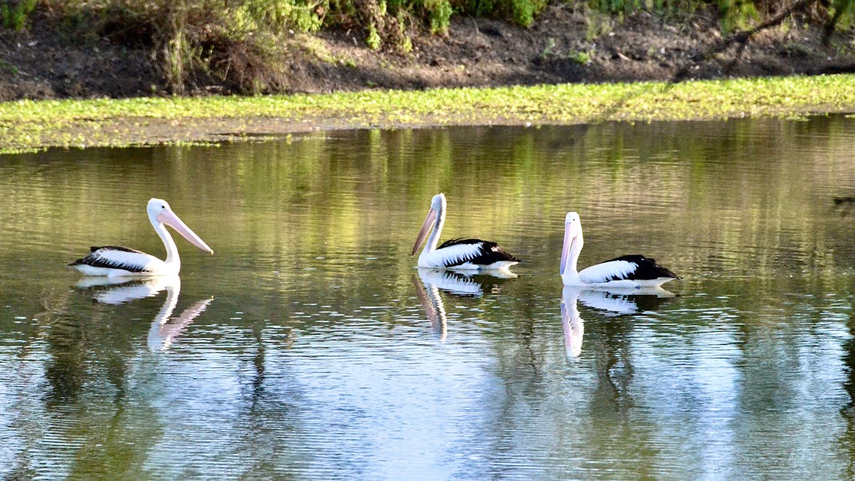 Pelican Swimming