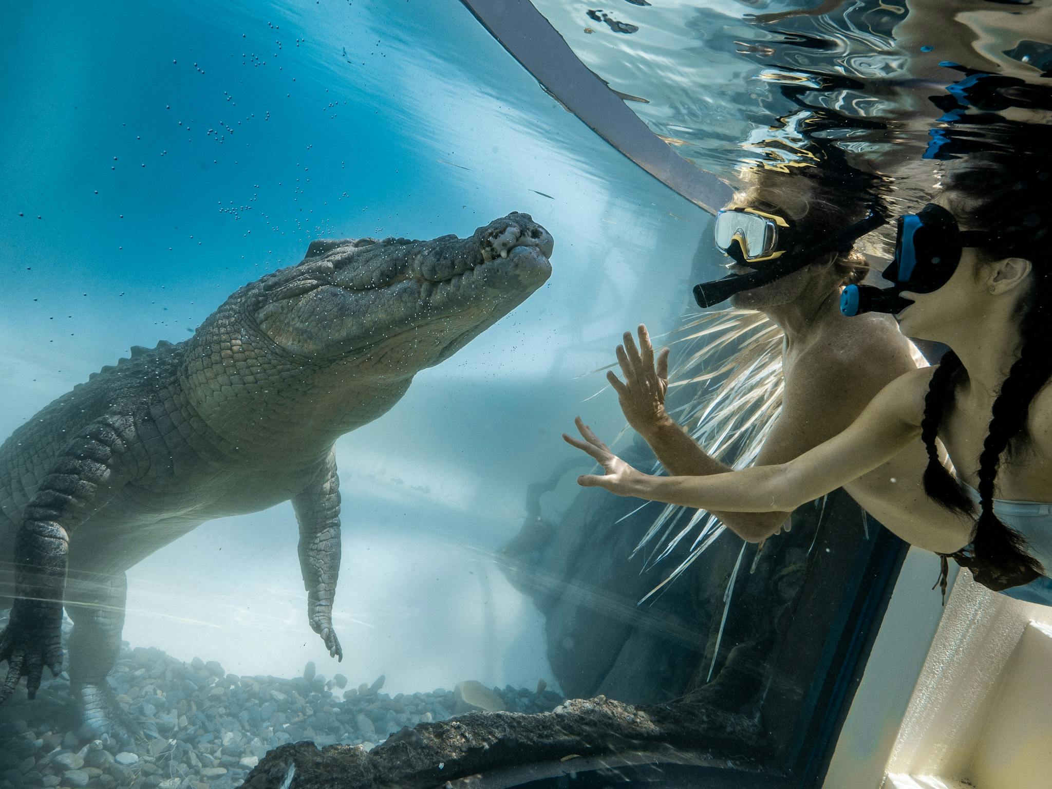 Couple swimming face-to-face with a saltwater crocodile with a glass in between the reptile and them