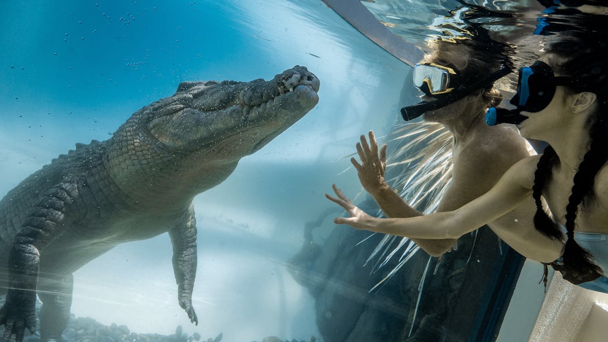 Couple swimming face-to-face with a saltwater crocodile with a glass in between the reptile and them