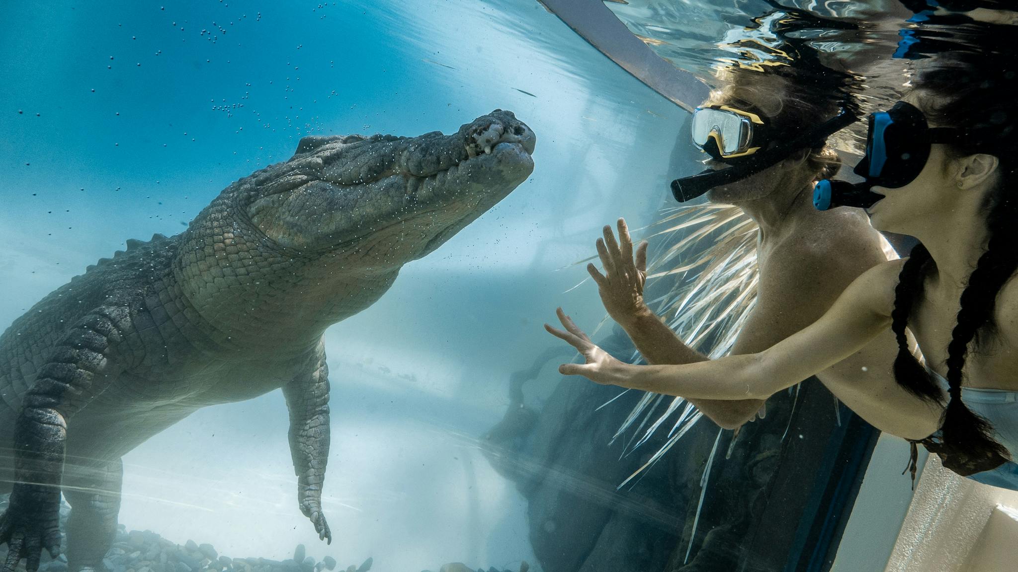Couple swimming face-to-face with a saltwater crocodile with a glass in between the reptile and them Couple swimming face-to-face with a saltwater crocodile with a glass in between the reptile and them