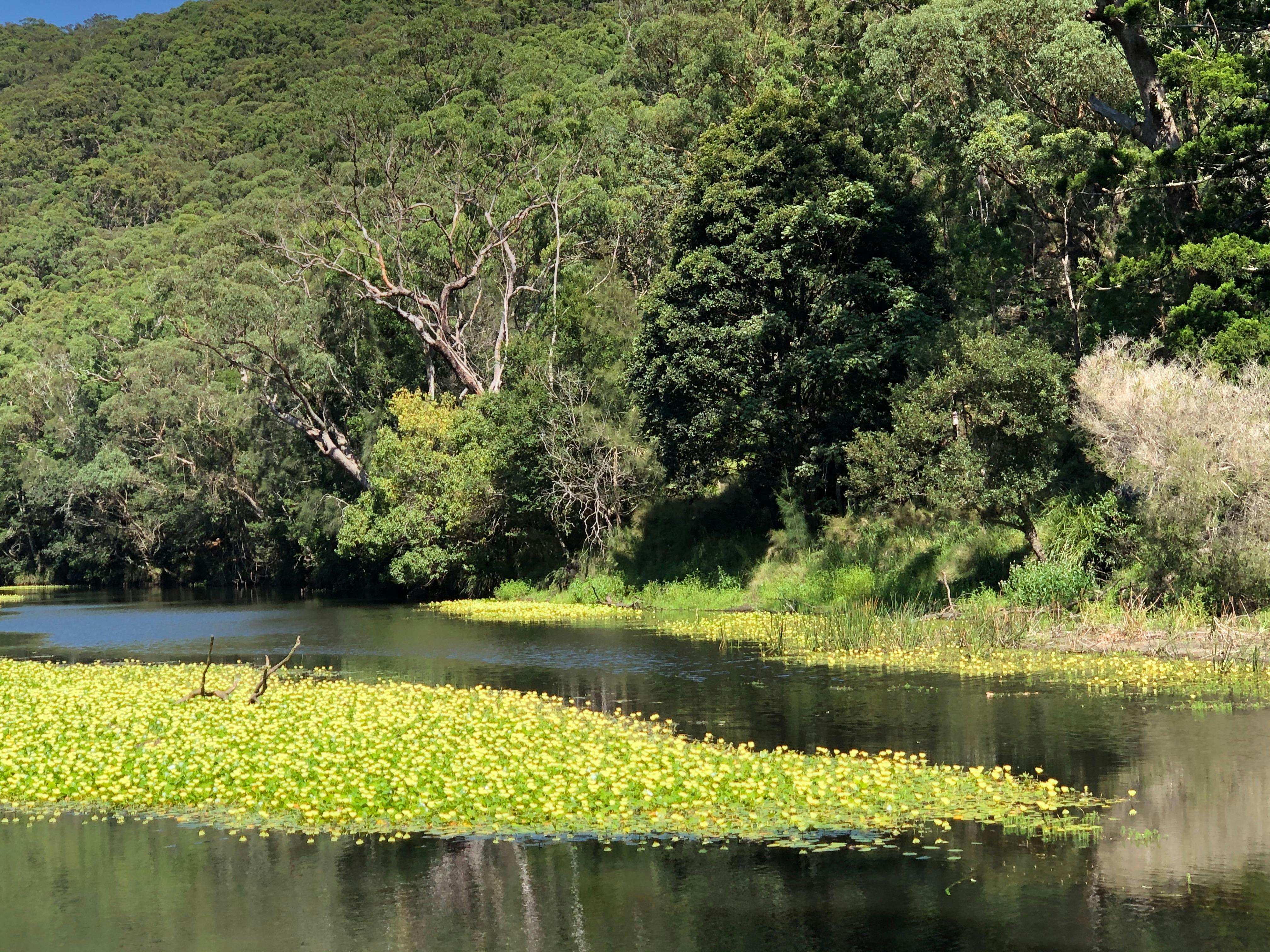 Forest Bathing, a guided experience in the Royal National Park