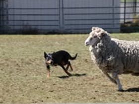 A Kelpie dog mostly black with a bit of tan on its nose and legs rounding up a woolly merino sheep.
